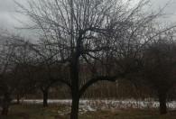 drzewa bez liści w sadzie w tle widoczne resztki śniegu