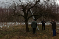 trójka mężczyzn stojąca pod drzewem i drabiną opartą o drzewo